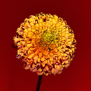 贱狗奴跪下舔脚扇巴掌
